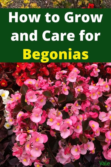 Begonia flower Begonia Flowers, Begonia Plant, Plant Care Houseplant, Greenhouse Plants, Shade Flowers, Inside Plants, Summer Plants, House Plants Indoor, Shade Plants