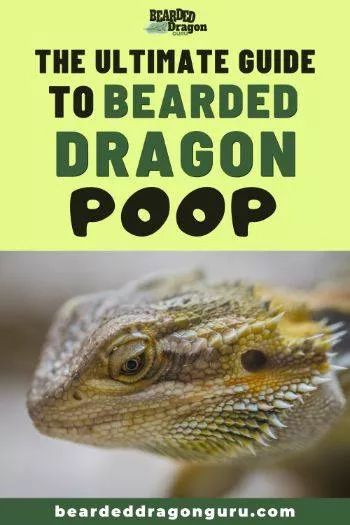 Wizard Lizard, Bearded Dragon Care Sheet, Iguana Pet, Bearded Dragon Vivarium, Odd Animals, Dragon Facts, Animal Tips, Bearded Dragon Diy, Bearded Dragon Enclosure