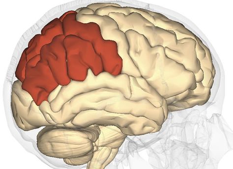 the location of the parietal lobe. Parietal Lobe, Rodents, Neuroscience, Mario Characters, Science