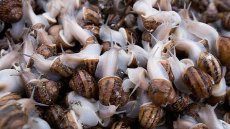 Snail Farming, Farming Guide, Farming Business, Molluscs, Livestock Farming, Natural Diet, Gold Mine, Types Of Food, Natural Food