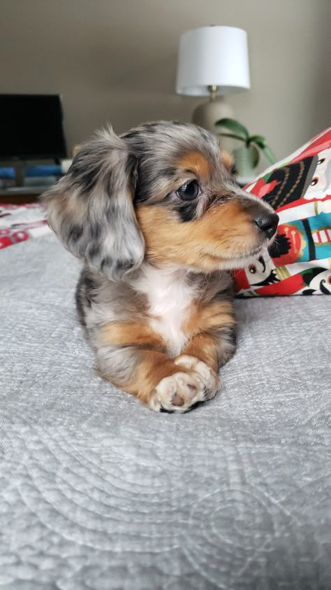 Daschund Puppies, Dapple Dachshund Puppy, Cute Small Dogs, Dream Birthday, Dachshund Puppy Miniature, Cute Dogs Images, Very Cute Puppies, Dapple Dachshund, Cute Animals Puppies