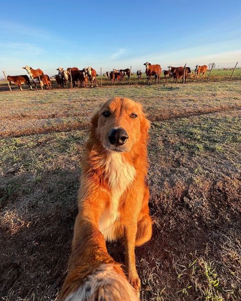 (1) WeRateDogs on X: "This is Preguntale. He's trying his best to become an influencer. Really hopes farmcore is a thing. 12/10 would like and subscribe https://t.co/pAfG5oa9P3" / X Golden Retriever Mix Border Collie, Argentinian Dog, Golden Retriever Border Collie, Border Collie Mix, Dream Life House, Farm Dogs, Collie Mix, Dog Icon, Dog Brain