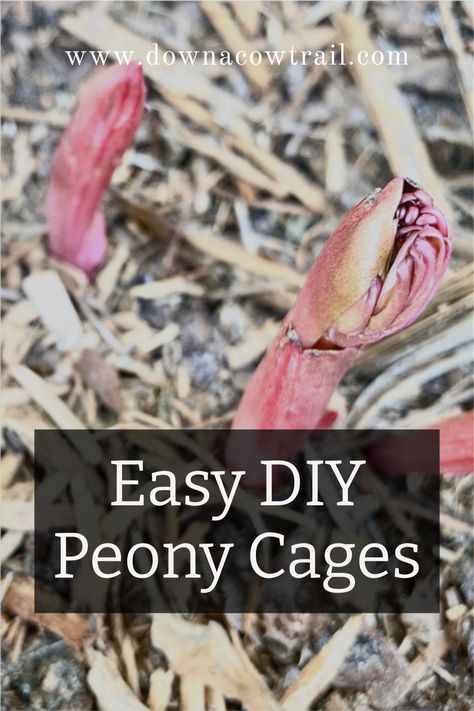 Peony Stakes Diy, How To Support Peonies, Planting Peonies In Spring, Peony Cages Diy, Diy Peony Support, Peony Support Ideas Diy, Peony Landscaping, Peony Bed, Diy Peony