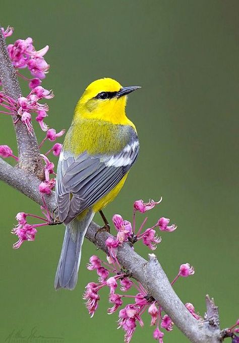 yellow bird Most Beautiful Birds, Kinds Of Birds, Nature Birds, Backyard Birds, Bird Pictures, Exotic Birds, Bird Drawings, Pretty Birds, Bird Photo