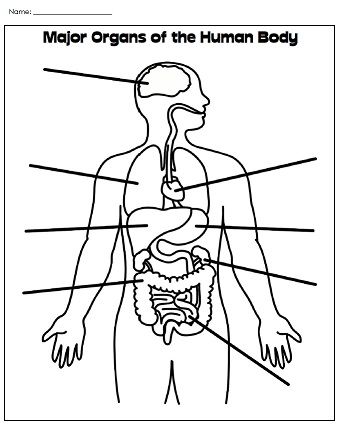 Label Major Organs Human Body Diagram, Human Body Printables, Human Body Worksheets, Free Human Body, Anatomy Coloring Book, Human Body Organs, Body Part Drawing, Human Body Unit, Body Diagram