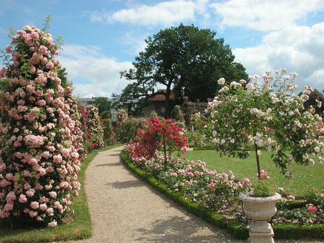 Rose Garden Landscape, Spring Court, Rose Garden Design, Rose Gardens, Garden Bulbs, Rose Trees, Garden Aesthetic, Green Park, Garden Trees