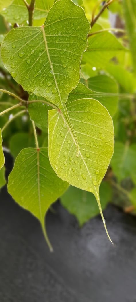 Pipal tree in rain and clear photo 2k hd Old Apple Logo, Pipal Tree, Peepal Tree, Background Images For Quotes, Apple Logo, Fruit Trees, Background Images, Plant Leaves, Trees