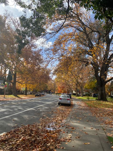 #aesthetic #autum #fall #leaves #trees #sacramento #california Fall In California Aesthetic, California Fall Aesthetic, Oakland California Aesthetic, Sacramento California Aesthetic, College Fall Aesthetic, Sacramento Aesthetic, Sacramento State University, Midtown Sacramento, Neighborhood Aesthetic