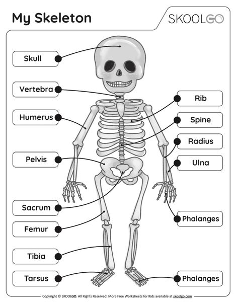 My Skeleton - Black and White Worksheet for Kids Human Skeleton Labeled, Skeleton Worksheet, Skeleton Labeled, Skeleton For Kids, Skeletal System Worksheet, Skeleton Parts, Human Body Projects, Kids Christmas Coloring Pages, Kindergarten Pictures