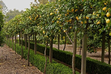 Eureka Lemon Tree, Espalier Fruit Trees, Fruit Tree Garden, Citrus Garden, Orchard Garden, Lemon Trees, Citrus Trees, Mediterranean Garden, Fruit Garden