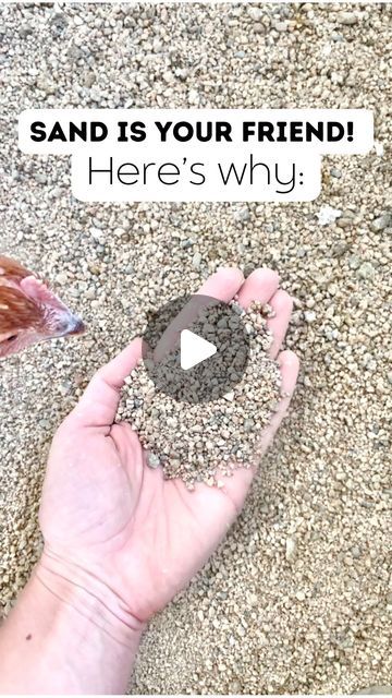 Chickens & Gardening • Lyndsey Gaskins on Instagram: "PART 2 JUST POSTED 👏 Check it out in my feed.  Here’s why I love sand in my coop:  •It is extremely easy to clean - Rake, sift, dump! (Shovel is linked in my profile under Amazon faves)  •It keeps your hens clean - It’s a natural dust bath.  •Sand lasts forever - You never have to clean out old sand, just add a little here and there as it depletes.   •It’s affordable - Most construction companies will drop off loads of sand for a fraction of the cost compared to other bedding options (I found mine from a local company advertising on Facebook marketplace).  Do you use sand for your chickens?   #farmlife #chickensofinstagram #chickentips #farming101 #urbanfarmers #chickensofinstagram🐔" Sand In Duck Coop, Chicken Run Sand, Sand Chicken Coop, Sand In Chicken Run, Chicken Coop Sand Floor, Sand In Chicken Coop, Sand For Chicken Coop, Chicken Dirt Bath, Chicken Coop Sand