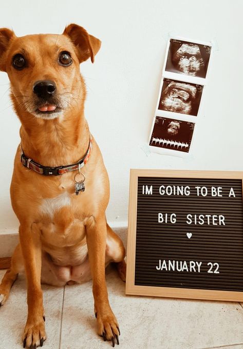 Dog Big Sister Announcement, Dog Pregnancy, Lil Nugget, Dog Pregnancy Announcement, Big Sister Announcement, Baby Is Coming, Announcement Pictures, Baby Announcement Pictures, Baby Scan