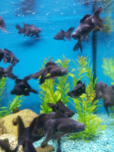 Not actual goldfish but close enough *Black Moores* Goldfish Aesthetic, Black Moor Goldfish, Black Goldfish, Goldfish Tank, Goldfish, Fish Pet, Fish, Animals, Black