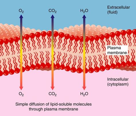 Diffusion through plasma membrane. Simple diffusion of water and gasses through , #Sponsored, #membrane, #Simple, #Diffusion, #plasma, #gasses #ad Axillary Lymph Nodes, Biology Illustration, Facilitated Diffusion, Passive Transport, Thoracic Duct, Extracellular Fluid, Biochemistry Notes, Plasma Membrane, Lymph Drainage