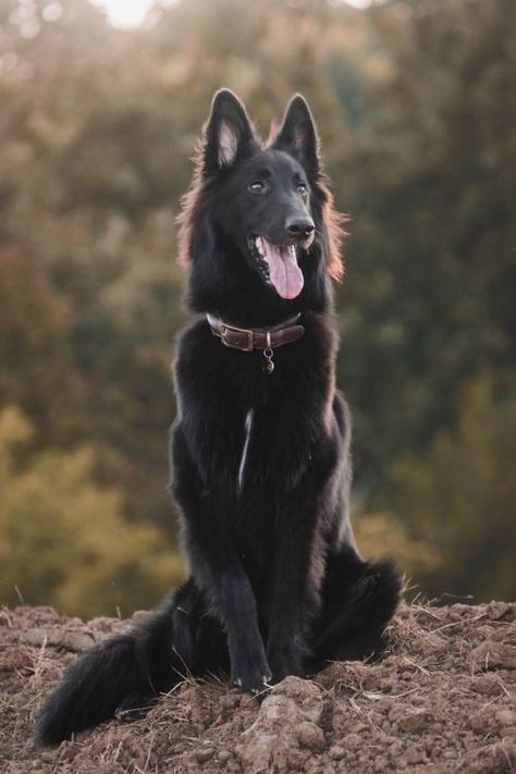 Large Black Dog, Curly Dog, Belgian Shepherd Groenendael, Black German Shepherd Dog, Dog Bedroom, Belgian Sheepdog, Big Dog Breeds, Black Dogs, Black German Shepherd