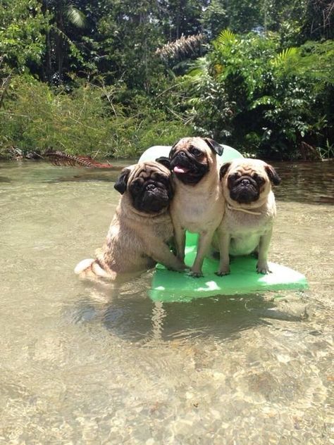 we are taking a bath.Who wants to join with us? #puglife #pugs #dog #puglove #pug #puglia Pug Videos, Baby Pug, Pug Dogs, Pug Pictures, Pug Puppies, Pugs Funny, Cute Pugs, Pug Lover, Sweet Dogs