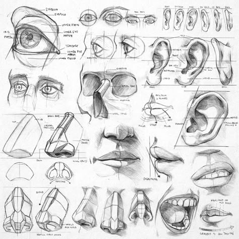 James Ng Art: Sketches Human Anatomy Drawing, Human Anatomy Art, Anatomy Sketches, Drawing Faces, Anatomy For Artists, Drawing Studies, Human Head, Drawing For Beginners, Anatomy Drawing