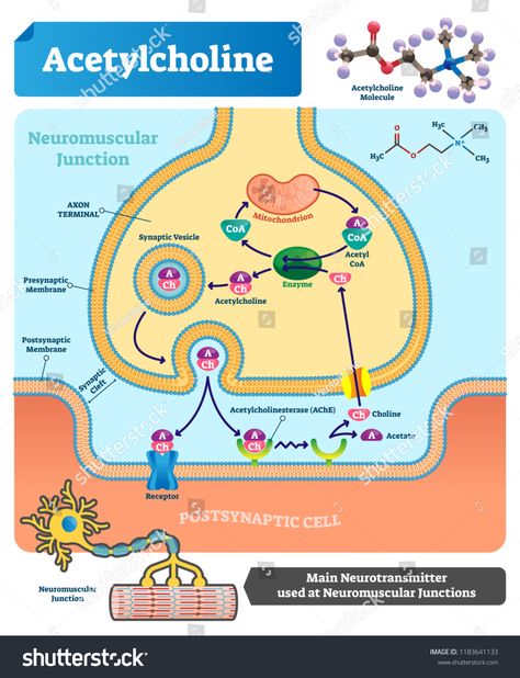 Acetylcholine vector illustration. Labeled scheme with structure of neurotransmitter, neuromuscular junction, synaptic vesicle, axon and cleft. Anatomical closeup diagramstructure#scheme#neuromuscular#neurotransmitter Neuromuscular Junction, Physcology Facts, Mcat Study, Biology Lessons, Medical Facts, Medical School Studying, Human Anatomy And Physiology, Biology Notes, Medical Knowledge