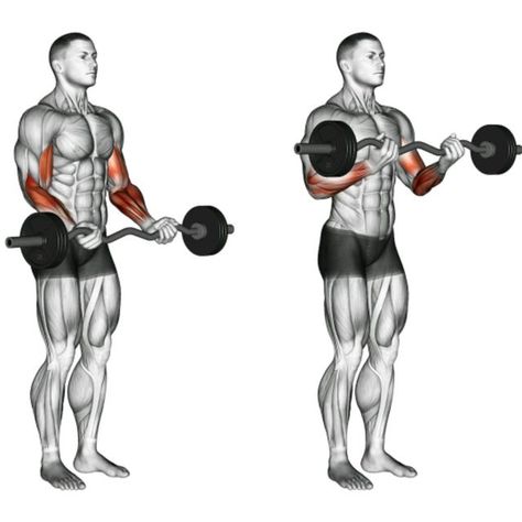 Stronger Arms, Bicep Exercises, Db Curl, Bigger Biceps, Biceps Brachii, Workout Plan For Men, Compound Exercises, Best Exercise, Gym Routine