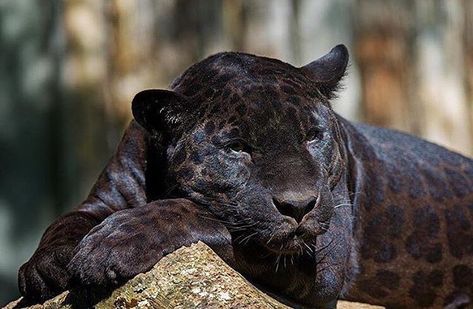 WOW... I've never seen one m with the light on it to see the detail like this before... ❤️The term, “black panther,” is actually just used to describe a very darkly colored leopard or jaguar. Only about 6% of big cats are born… Rare Cats, Black Jaguar, Black Panthers, Animal Pics, Wild Dogs, Large Cats, Black Leopard, Leopards, Beautiful Cats