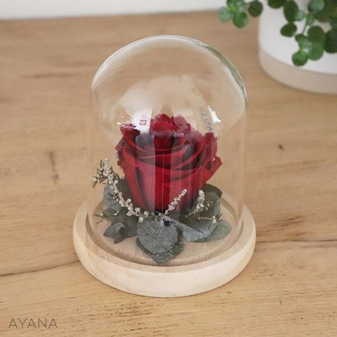 Cloche "Jour de Fête", décoration fleur stabilisée, Cadeau original rose éternelle livraison domicile fleur, decoration mariage Rose In A Glass, Mother's Day Bouquet, Luxury Flower Bouquets, Eternal Rose, Flower Gift Ideas, Gift Bouquet, Natural Flowers, Mini Roses, Preserved Flowers