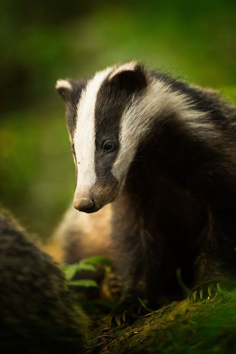 #car_sez: I feel so conflicted. Even my coloring screams "indecisiveness". Can you help me, doc? I believe I am a butterfly stuck in the body of a skunk!   Animal portraits: Bean (Badger), Peak District National Park, Derbyshire Regard Animal, Animal Photography Wildlife, Animals Tattoo, Wild Animals Photography, Wild Photography, British Wildlife, Wildlife Photos, Peak District, Photography Awards