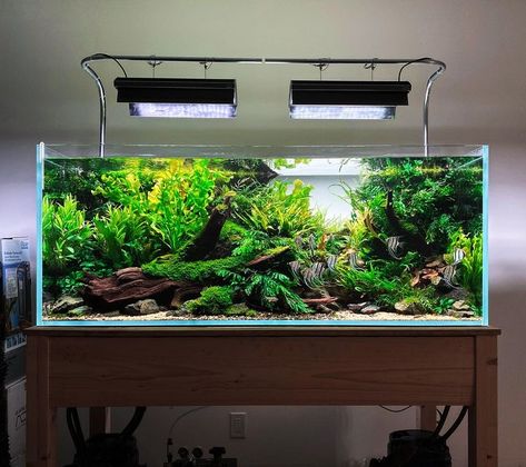 Aquarium Pics, Biotope Aquarium, Fish Aquarium Decorations, Aquarium Garden, Amazing Aquariums, Fish Tank Terrarium, Fish Tank Design, Aquascape Design, Fresh Water Fish Tank