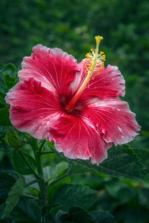 Images Of Beautiful Flowers, Highbiscus Flowers, Habisquis Flower, Hisbusic Flower, Exotic Flowers Tropical, Island Plants, Flowers Of Hawaii, Aloha Flower, Island Flowers