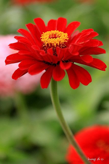 Red zinnia:  Full sun. Blooms in summer. Attracts butterflies. Red Zinnia, Zinnia Flower, Zinnia Elegans, Zinnia Flowers, Blossom Garden, Flower Names, All Flowers, Red Flower, Flower Beauty