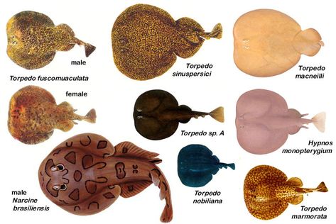 Electric Rays or Torpedo Rays Electric Ray, Ocean Science, Animal References, Types Of Fish, Marine Biology, Sharks, Marine Life, Sea Creatures, Electricity