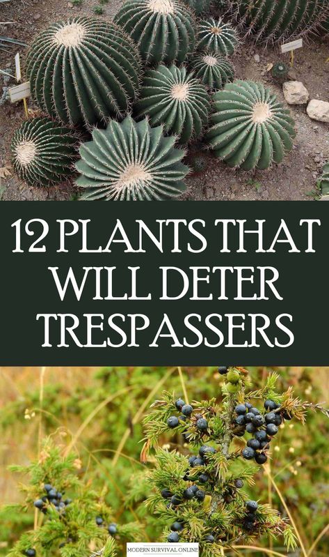 Thorny plants are a very effective way to deter trespassers. I have a dozen for you to consider. #survival #preppers #SHTF #homedefense #selfdefense Thorny Plants, Thorny Bushes, Holly Bush, Bush Plant, Natural Fence, Hot Tub Backyard, Security Fence, Border Plants, Green Pasture