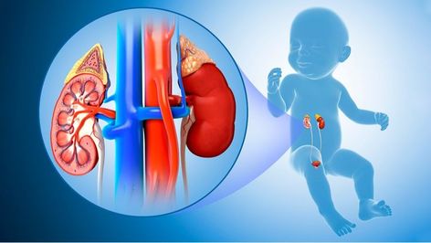 You want to find out about Pediatric Urology Conditions through this blog from the Best Urologist in Kolkata and Compelling Ways for Pediatric Urology Conditions. Go through this blog Kidney Anatomy, Molar Pregnancy, Congenital Heart, Magnetic Resonance, Nerve Damage, Cardiology, Healthy Pregnancy, Pediatrics, Disease