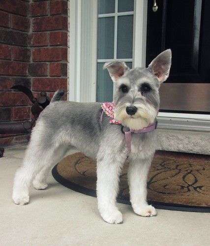 Schnoodle Puppy, Puppy Haircut, Schnauzer Grooming, Mini Schnauzer Puppies, Schnauzer Puppies, Daisy Dog, Puppy Grooming, Miniature Schnauzer Puppies, Dog Haircuts