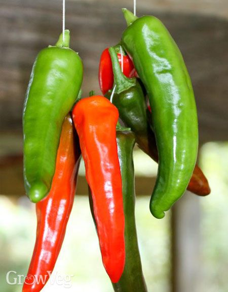 Preserve Peppers, Preserving Peppers, Gardening Seeds, Serrano Peppers, Dried Chili Peppers, Chile Peppers, Gardening Guide, Canning Food Preservation, Dried Peppers