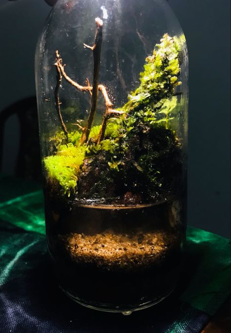 #paludarium #terrarium #satisfaction #nanopaludarium #mindset Make awesome paludarium in small jar Jar Terrarium, Terrarium, Quick Saves, Art