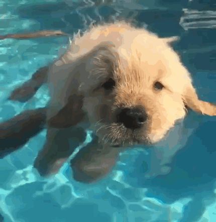 Puppy Trying To Swim Puppy Day, Super Cute Puppies, Really Cute Dogs, Cute Dogs And Puppies, Cute Animal Photos, Cute Animal Pictures, A Puppy, Baby Dogs, Cute Funny Animals