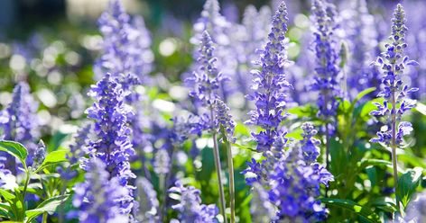 How to Grow and Use Hyssop | Gardener’s Path Purple Perennials, Herbs Indoors, Pollinator Garden, Evergreen Shrubs, Heirloom Seeds, Organic Fertilizer, Healing Herbs, Mother Plant, Growing Herbs