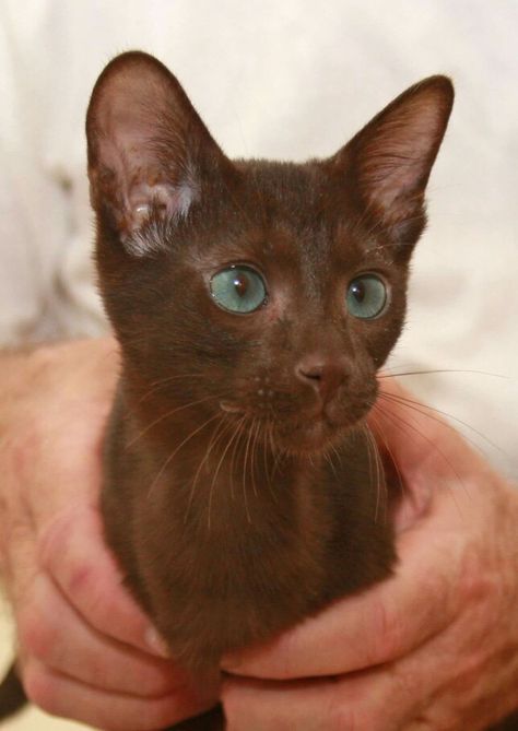 Havana kitten. Beautiful. Brown Cats With Blue Eyes, Cat Theory, Hairless Kitten, Havana Brown Cat, Brown Cats, Havana Cat, Rare Cats, Cat With Blue Eyes, Russian Blue Cat