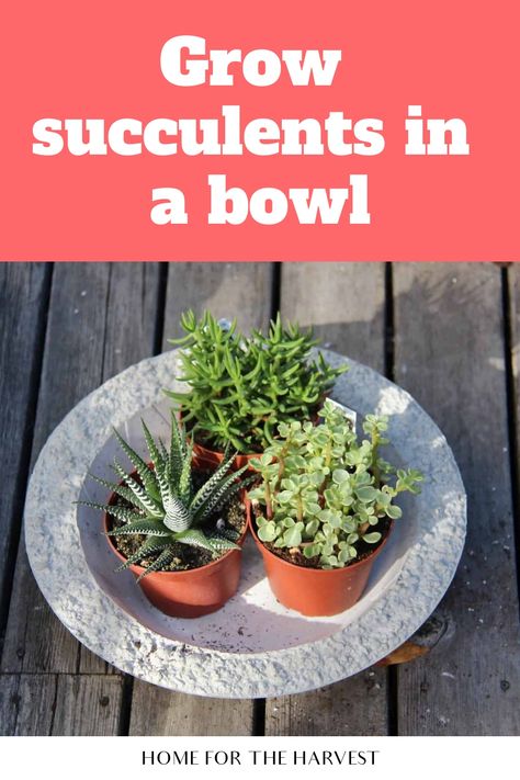 Planting Succulents In Glass Containers, Succulents In A Bowl, Succulent Bowl Indoor, Extra Large Outside Succulent Bowl, Succulents In Glass Bowl, Succulents In Glass, Succulent Bowls Glass, Succulent Bowls, Succulent Wall Art