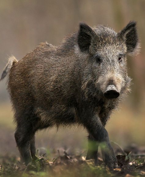 Kingdom Animalia, Food Web, Wild Boar, Animal Species, Wild Nature, All Pictures, Animal Pictures, Train, Animals