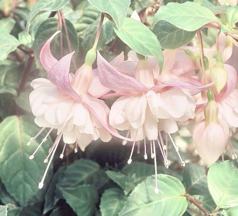 White And Pink Flowers Aesthetic, Pink Flower Asethic, Pink Astestic Flowers, Pink Flowers Coquette, Pink Lillies Aesthetic, Pink And White Flowers, Pink White, Natural Beauty, White Flowers