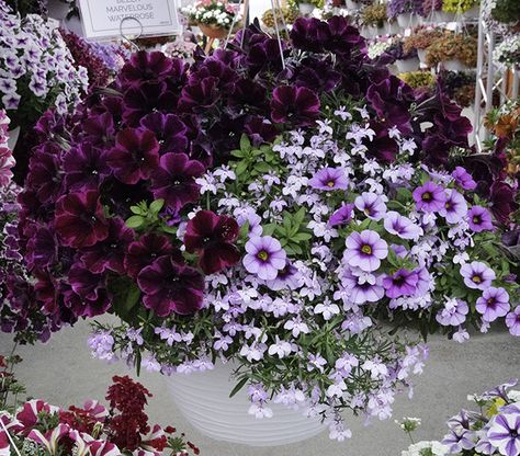 Sweetunia Johnny Flame (dark one) Petunia Varieties, Petunias In Pots, Plant Recipes, Purple Petunias, Patio Flowers, Porch Flowers, Window Box Flowers, Purple Plants, Flower Baskets