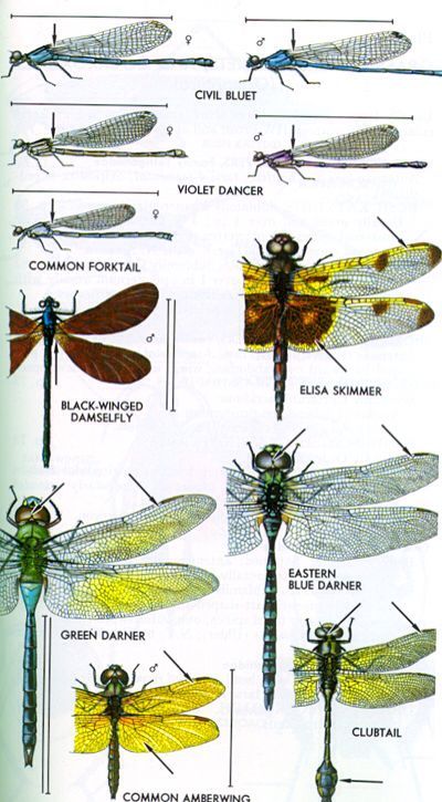 Types Of Dragonflies, Dragon Flys, Dragon Flies, Dragonfly Art, Dragonflies Design, Dragon Fly, Arthropods, Arachnids, Guided Drawing