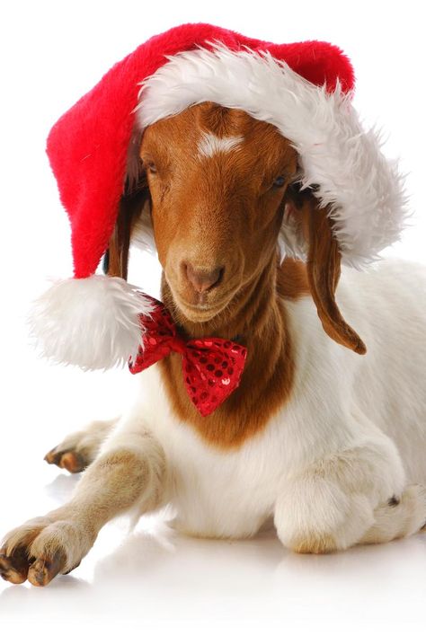 xmas goat Yule Goat, Boer Goats, Goats Funny, Cute Goats, A Goat, Santa Paws, Baby Goats, Pet Holiday, Noel Christmas