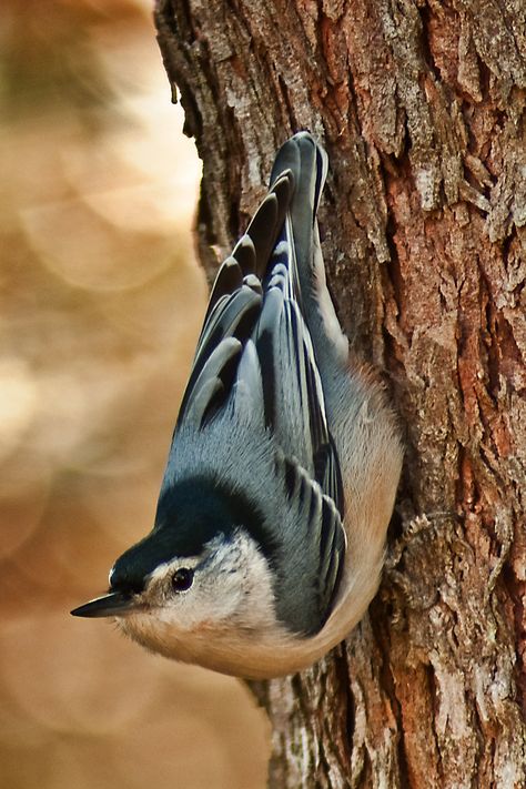 Nut Hatch Birds, Nuthatch Bird Drawing, Nuthatch Tattoo, White Breasted Nuthatch, Bird Mural, Nuthatch Bird, Hatch Drawing, Regard Animal, Bird Sketch