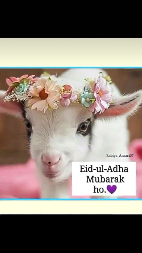 Eid Ul Adha Images, Eid Al Adha Wishes, Eid Ul Adha Mubarak, Eid Images, Eid Mubarak Images, Eid Mubarak Wishes, Couple Goals Teenagers Pictures, Adha Mubarak, Book Cover Template