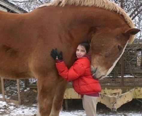 Belgian Draft Horse Belgian Draft, Big Horses, Brown Horse, All The Pretty Horses, Horse Crazy, Clydesdale, Draft Horses, Pretty Horses, Big Hugs