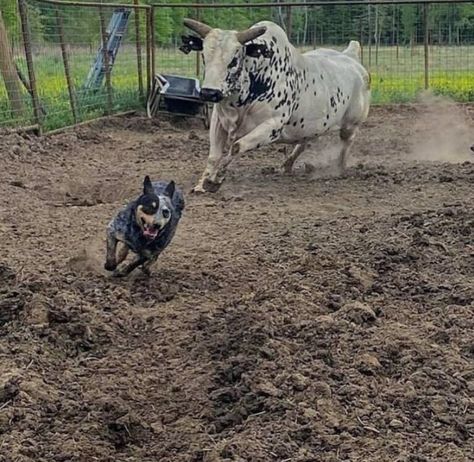 Aussie Cattle Dog, Austrailian Cattle Dog, Blue Heeler Dogs, Aussie Dogs, Australian Cattle Dogs, Farm Dogs, American Pitbull, Horse Trailer, Sporting Dogs