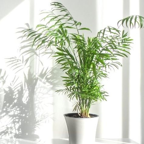 How to Care for and Propagate a Parlor Palm | Sprouts and Stems Parlor Palm Care, Palm House Plants, Indoor Palms, Parlor Palm, Small Palms, Palm Plant, Low Light Plants, Peat Moss, Mother Plant