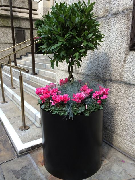 Lollipop bay tree and Cyclamen Bay Tree Planter Ideas, Front Door Bay Trees In Pots, Circular Planter Ideas, Cyclamen Planter Ideas, Large Bay Tree Planters Front Door, Front Door Plants, Front Porch Plants, Spring Planter, Porch Plants